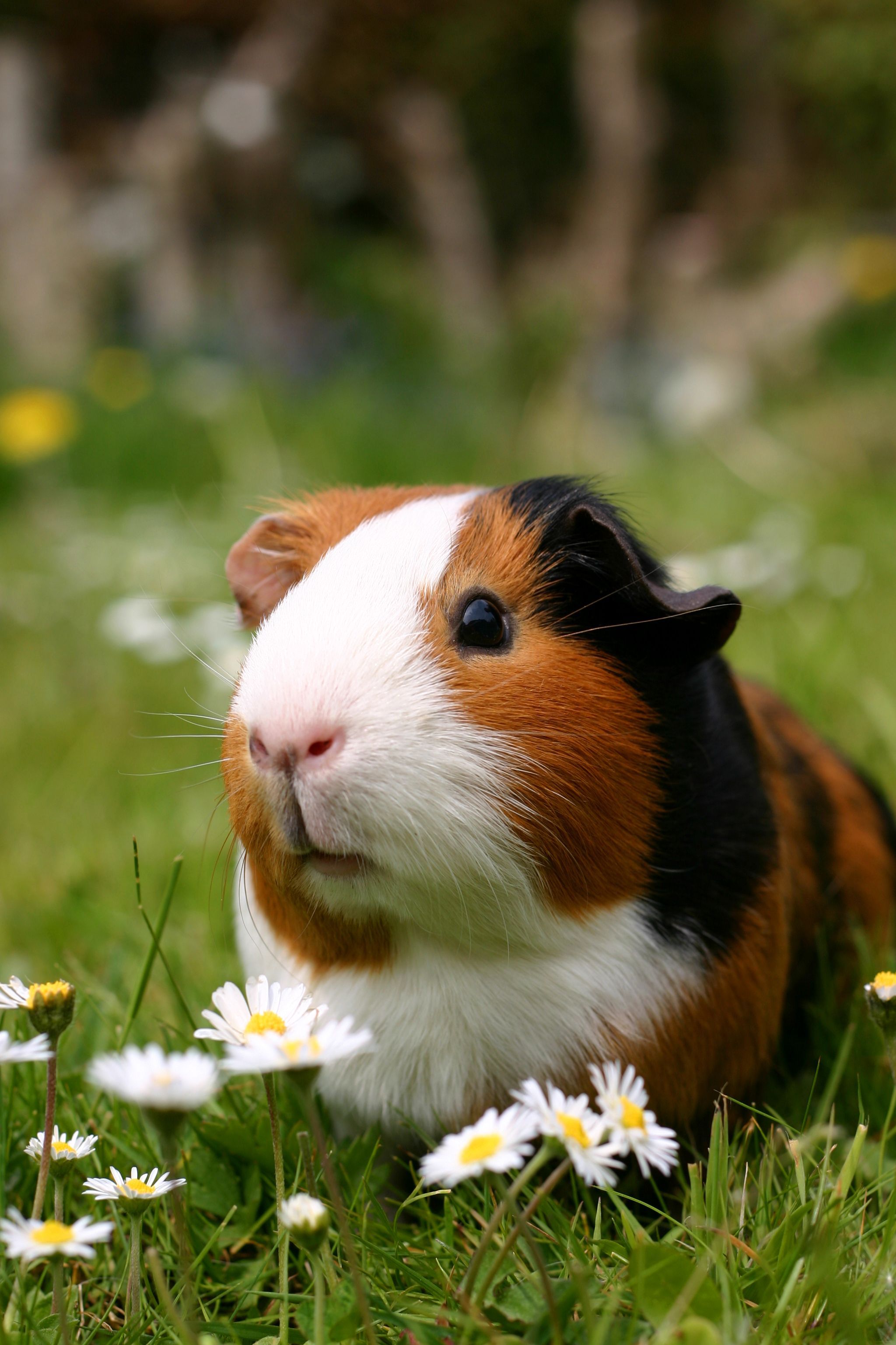 een grote cavia